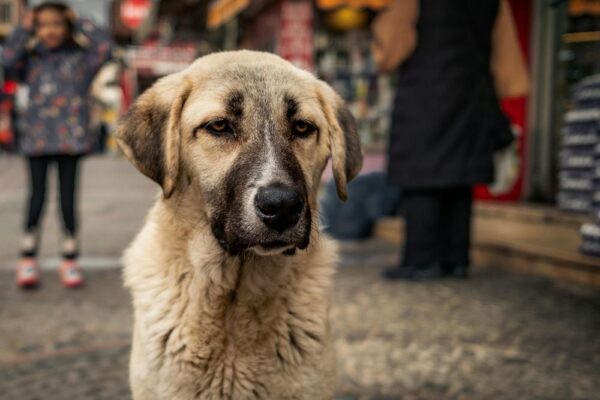 CJI Gavai to Review Stray Dog Relocation in Delhi-NCR