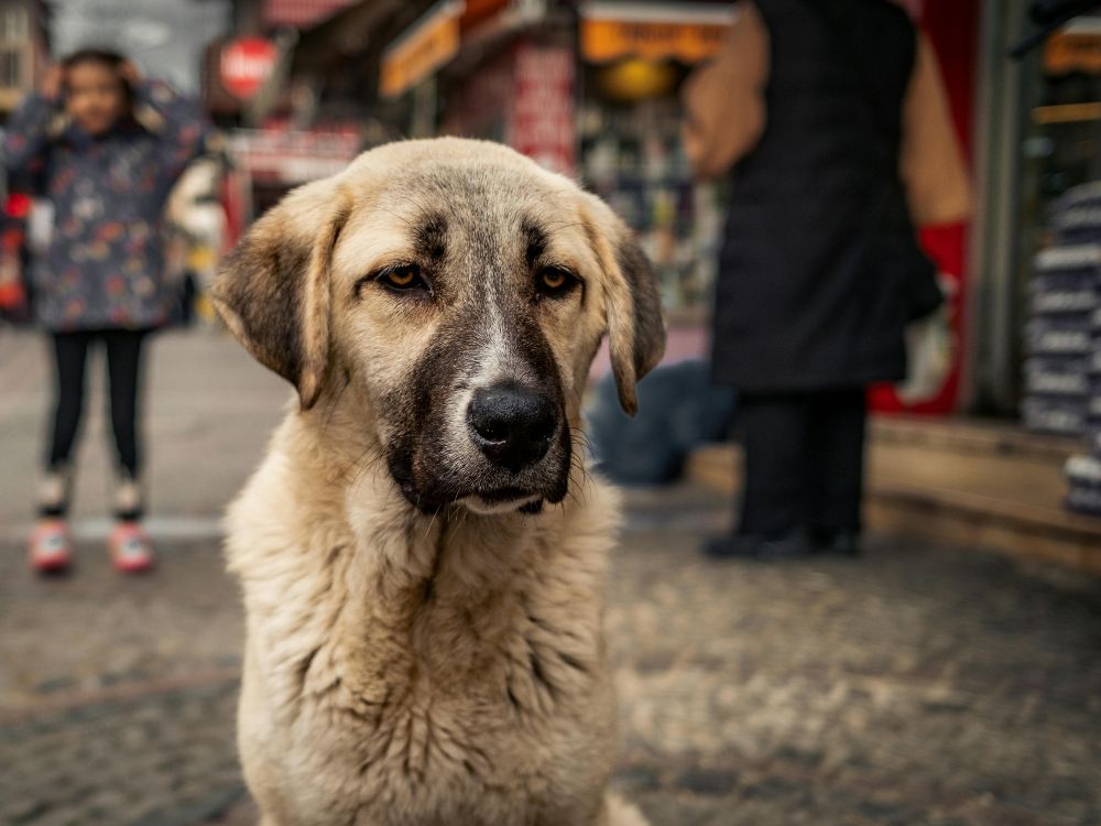 CJI Gavai to Review Stray Dog Relocation in Delhi-NCR